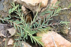 Phyllanthus virgatus